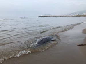 Karadeniz’de Son 11 Günde 37 Yunus Karaya Vurdu