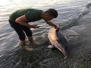Rize'de Ölü Yunus Balığı Kıyıya Vurdu