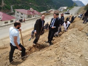 Kürtün’de Meyve Fidanları Toprakla Buluştu