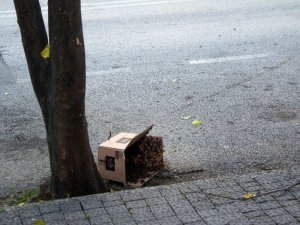 Arılar Caddeyi İstila Etti