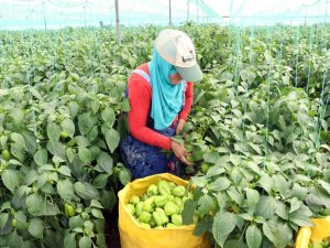 Çiftçiler Biber Fiyatlarından Dertli