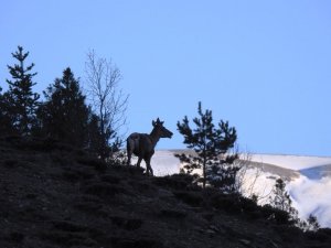 Giresun’da 2 Erkek Kızıl Geyik Doğaya Salındı