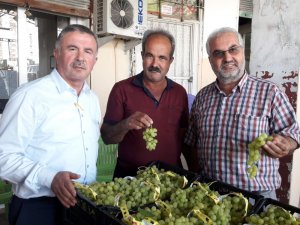 İlk Üzüm Kasaları Yola Çıktı