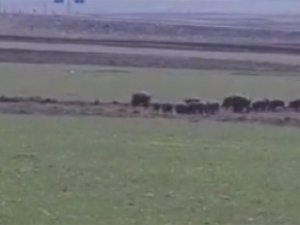 Kars’ta Domuz Sürüsü Görüntülendi