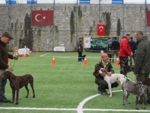 Trabzon’da Uluslararası Köpek Irkları Yarışması