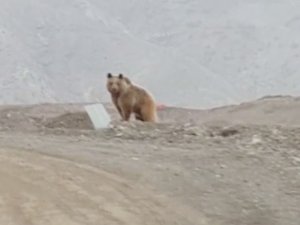 Kış Uykusundan Uyanan Ayı Böyle Görüntülendi
