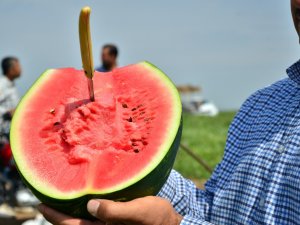 Turfanda Karpuz Hasadı Başladı