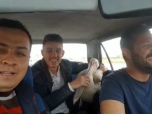 Pelikanla Bir Garip Yolculuk