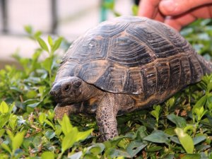 Çöpte Bulundu, Hayata Döndürüldü