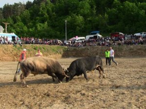 Baharın Gelişi Şerefine Boğa Güreşi