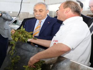 Bakan Fakıbaba Çay Fabrikasında İncelemelerde Bulundu