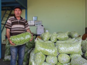 Hem Rekolte Hem Fiyatlar Düştü