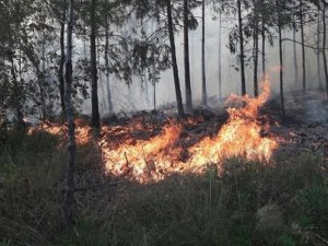 Hatay’da Orman Yangını
