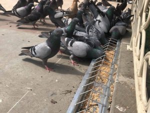 Görele Belediyesi’nden Örnek Proje