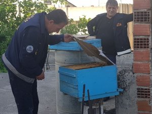 İtfaiye Eri Arıları Çıplak Elle Topladı