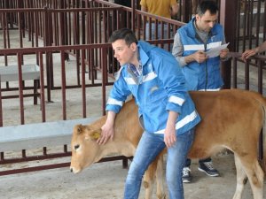 Gümüşhane’de Genç Çiftçilere 558 Büyükbaş Hayvan Dağıtıldı