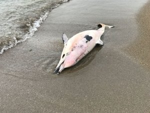 Karadeniz’de Yunus Ölümleri Sürüyor