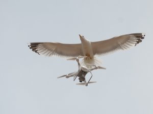 Martıların ’Drone’ İmtihanı