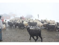 Giresun’da Kar Ve Soğuk Hava Nedeniyle Yaylacılar Erken Dönüyor