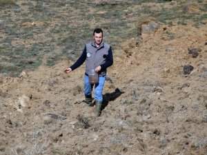 Gümüşhane’de Tarlalar Yaban Hayatı İçin Ekiliyor
