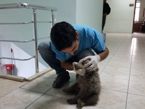 Yaralı Boz Ayı Yavrusu Tedavi Altına Alındı