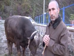 Artvin’in En Pahalı Kurbanlığı “kamber” Pazara Çıktı