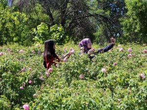 Gül Bahçeleriyle Nüfusunun 10 Katı Turist Çekti