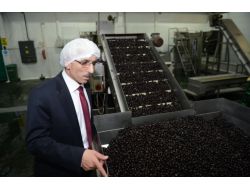 Marmarabirlik Zeytin Atıklarından Enerji Üretecek