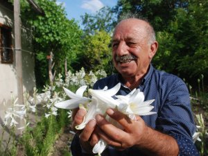 Çiçeğinin Kilosu 120 Lira, Yağı 5 Bin Avro