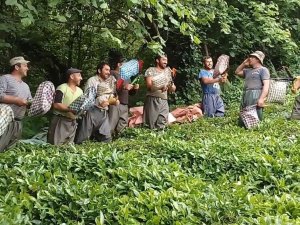Gürcü Çay İşçileri Çay Toplamayı Eğlenceye Dönüştürdü
