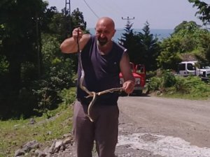 Yoluna Çıkan Yılanı Kurtarmak İçin Her Şeyi Yaptı