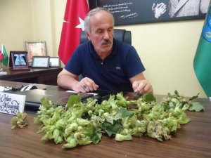 Giresun’da Etkili Olan Fırtına Fındığa Zarar Verdi