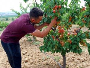 Kayısı Beklentiyi Karşılamadı