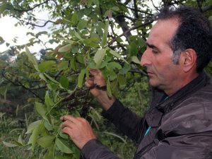 Şebin Cevizini Don Vurdu