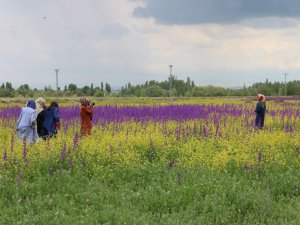Bozkır’da Açan Çiçekler Sivas’a Renk Kattı