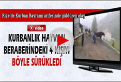 Rize'de Kurbanlık Hayvan 3 Kişiyi Böyle Sürükledi - VİDEO İZLE