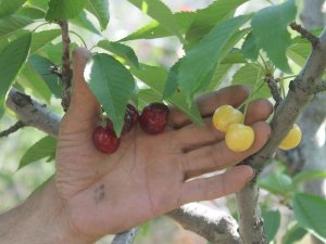 Bir Dalda İki Kiraz ’Biri Al Biri Beyaz’