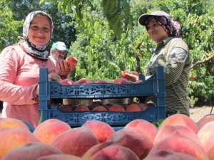 Bursa’da Şeftali Hasadı Ve Fiyatları Yüzleri Güldürdü