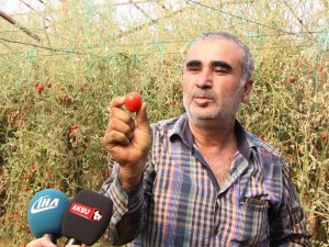 ‘Tuta’ Yüzünden Binlerce Ton Domates Çöpe Gitti