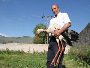 Uçamayan Leyleği Evinde Besliyor