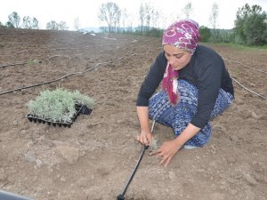 Gümüşhane’de Lavanta Projesi Hayata Geçirildi