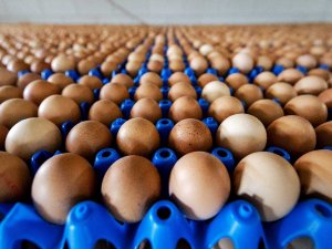 Tavuk Yumurtası Üretimi Yüzde 3,3 Azaldı
