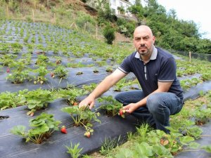 İki Üniversite Bitirdi Organik Çilek Yetiştiriyor