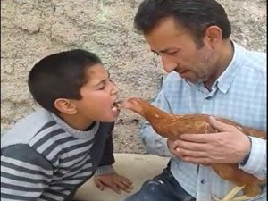 Tavuğu Ağzındaki Yemle Besledi