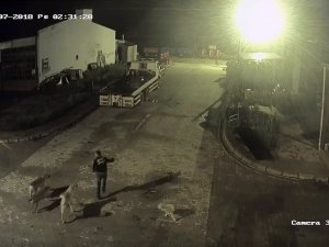Şehir Merkezine İnen Kurdu, Bekçi Ve Köpekler Kovaladı
