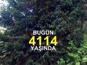 Tam 4 Bin 114 Yaşında !