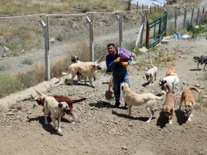 Ömrünü Sokak Köpeklerine Adadı