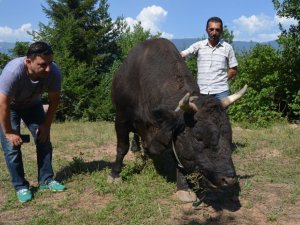 Şampiyon Boğalar Büyük Güreşlere Hazır