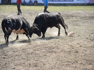 Araba Fiyatına Boğalar Artvin Festivalinde Sahneye Çıktılar