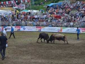 Artvin 38. Kafkasör Kültür, Turizm Ve Sanat Festivali Sona Erdi